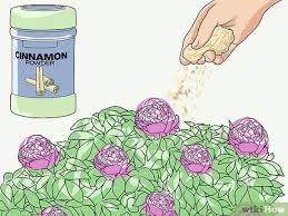 If you suspect your cat is ill due to ingesting peonies, call your vet. How To Keep Ants Off Peonies 9 Steps With Pictures Wikihow