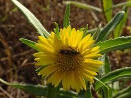 Image result for Guizotia scabra