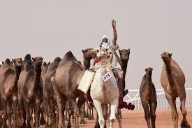 Twelve camels have been disqualified from a beauty contest in saudi arabia because botox was used to make them look more alluring to judges. In Pictures Camel Beauty Contest In Saudi Arabia Arabianbusiness