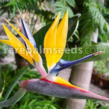 Today, more than 30,000 species are threatened with extinction, and thousands would already be lost without tireless conservation efforts. Strelitzia Reginae Mandelas Gold Yellow Bird Of Paradise Buy Seeds At Rarepalmseeds Com