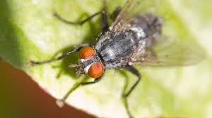 How do i get rid of flies on my patio? How To Get Rid Of Houseflies Killing Houseflies Ortho