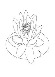 Lily Pad Coloring Page For Kids Lilies Drawing Water Lily Drawing Flower Drawing Tutorials
