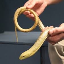 All legless lizard artwork ships choose your favorite legless lizard designs and purchase them as wall art, home decor, phone cases. What Is A Legless Lizard Berkshire Museum