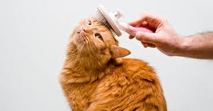 How to groom your cat. 6 Tips To Teach Your Cat To Enjoy Brushing The Honest Kitchen Blog