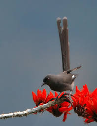 Black Bird With Long Tail India Long Tailed Sibia Beautiful Birds Animals Nature Photography