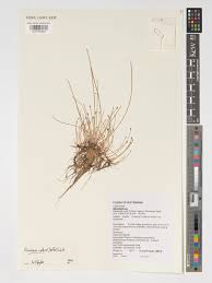 Image result for Eleocharis caduca