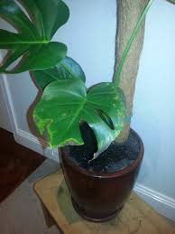 Maybe you would like to learn more about one of these? Monstera Deliciosa Leaf Problem