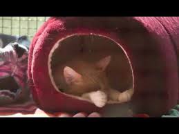 We alleviate the suffering of stray, abandoned, unwanted, orphaned and community cats. Welcome To Caring For Cats No Kill Animal Shelter Minnesota Youtube