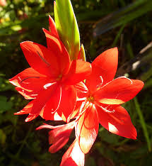 Image result for Hesperantha petitiana