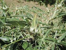 Check spelling or type a new query. Carciofini Selvatici Accademia 5 T