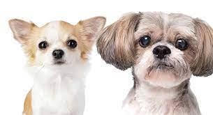 It's recommended to get your shih tzu used to having their mouth, ears, and paws handled as a puppy and rewarding them for grooming sessions. Shih Tzu Chihuahua Mix Is This The Perfect Cross For You