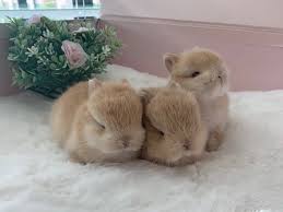 I have fallen in love with english lops. Fluffy Bunny Rabbitry Bunny For Sale Home Available Bunnies