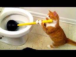 Tente Nao Rir 20 Videos De Gatos Mais Engracados Youtube Funny Animal Videos Funny Animal Fails Funny Cat Compilation