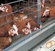 Gallinas en Jaula de Forma Artesanal - YouTube
