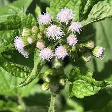 Image result for Ethulia conyzoides