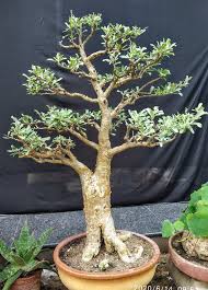 Image result for Sesamothamnus lugardii