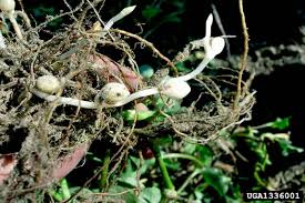 Image result for Commelina nyasensis
