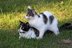 Cats Not Getting Along Tips To Get Them To Stop Fighting Each Other Pethelpful