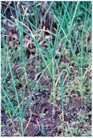 Image result for Isoglossa eliasbandae