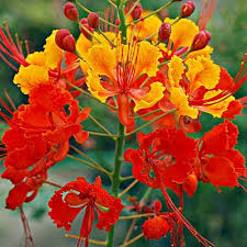 Image result for Caesalpinia rubra