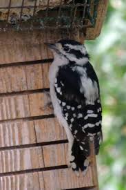 Blue Identification Birds Of Colorado Downy Woodpecker Boulder Colorado C Steve Frye Photo Taken During Wild Bird Center Of Boulder Co Saturday Morning Bird Wa Downy Woodpecker Woodpecker Downy
