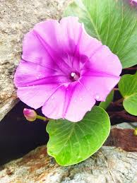 Image result for Ipomoea lapathifolia