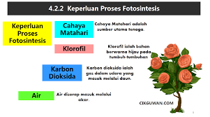 A) kanji b) klorofil c) oksigen 6) nyatakan dua kepantingan proses fotosintesis kepada hidupan a) membekalkan sumber makanan. Nota Sains Tumbuhan Kssr Semakan Tahun 4