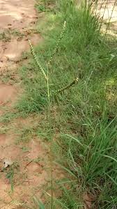 Image result for Paspalum