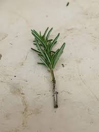 Image result for rosemary cuttings