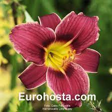We did not find results for: Hemerocallis Little Missy Eurohosta