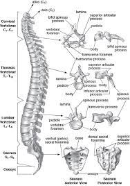 The lumbar vertebrae consist of five individual cylindrical bones that form the spine in the lower back. Vertebral Column