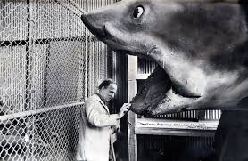 Jaws, job access with speech, is the world's most popular screen reader, developed for computer users whose vision loss prevents them from seeing screen content or navigating with a mouse. Hunting Bruce Or On The Trail Of The Jaws Shark Npr