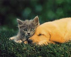 Résultat de recherche d'images pour "images gif chats et chiens"