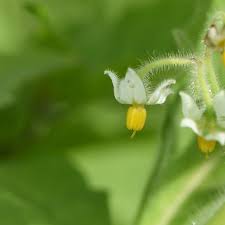 Image result for Solanum memphiticum