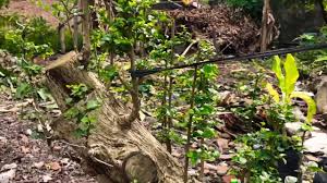 Membuat Bonsai Serut Gaya Raft Size Jumbo Youtube