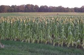 Analysing site traffic and usage. Agronomy Fact Sheet Tob