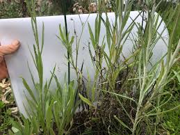 Image result for Senecio sp.no.3