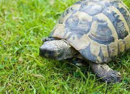 Hermann's tortoises rarely grow larger than 18 cm (7.5 inches) life span: Tortoise Table Ideas Hermann S Tortoise Care Sheet Reptile Centre