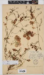 Image result for Lessertia falciformis