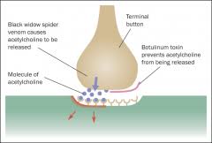 Occasionally referred to as the button. Psych 109 Flashcards Cram Com