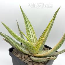 Image result for Aloe wollastonii