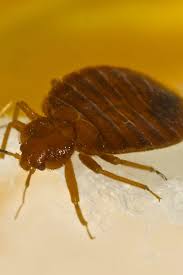 They are attracted to the light that your monitor and maybe the heat that it puts out. Bedbugs Symptoms Treatment And Removal