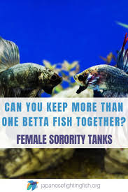 Female Betta Fish Sorority Tanks Keeping More Than One Betta Fish Together Japanesefightingfish Org Betta Fish Betta Fish Care Betta