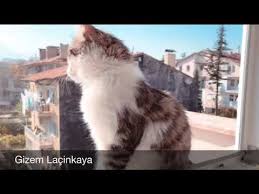 Yuzyuzeyken Konusuruz Kediler Gizem Lacinkaya Cover Youtube