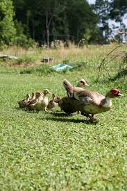 Ducks don't like to eat wilted or trampled greens, so i toss the treats right into their water bowl where they enjoy scooping them up with their bills. Raising Muscovy Ducks Lady Lee S Home