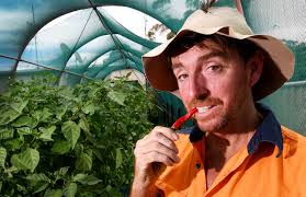 Tamworth Chilli Temple chillihead Chris Roberts' backyard obsession grew  out of hand