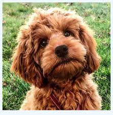 Why buy a cockapoo puppy for sale if you can adopt and save a life? 3 Mistakes In Cockapoo Price That Make You Look Dumb Dog Breed