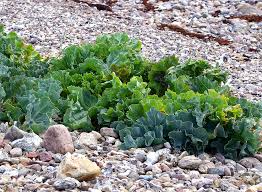 Image result for Crambe kilimandscharica