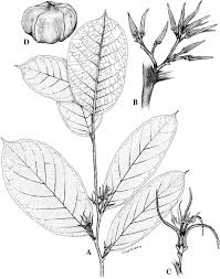 Image result for Metteniusaceae