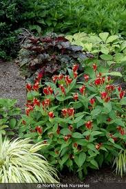 Image result for Spigelia